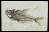 Fossil Fish (Diplomystus) - Green River Formation #129574-1